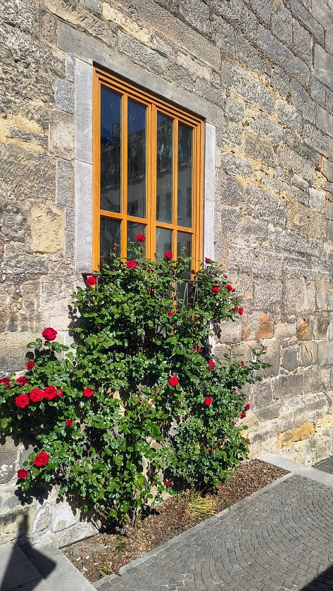 Rose an der Rathauswand&nbsp;&copy;&nbsp;Stadt Hildesheim